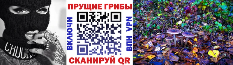 Купить  Ахтырский  Псилоцибиновые грибы Cubensis 